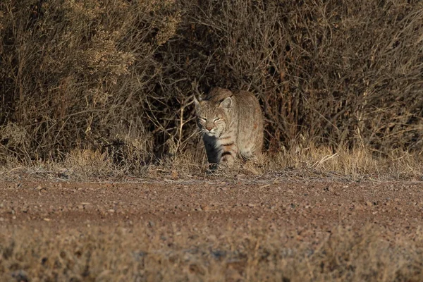 Bobcatc Lynx Rufus Bosque Del Apache National Wildlife Refuge — стокове фото