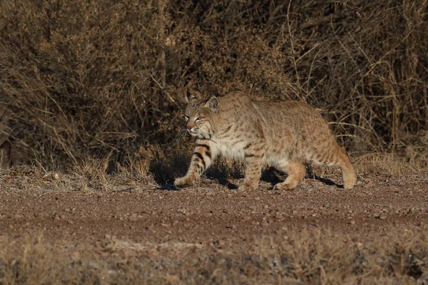 Bobcatc Lynx Rufus Bosque Del Apache National Wildlife Refuge — стокове фото