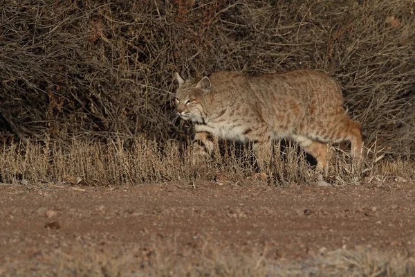 Bobcatc Lynx Rufus Bosque Del Apache National Wildlife Refuge — стоковое фото