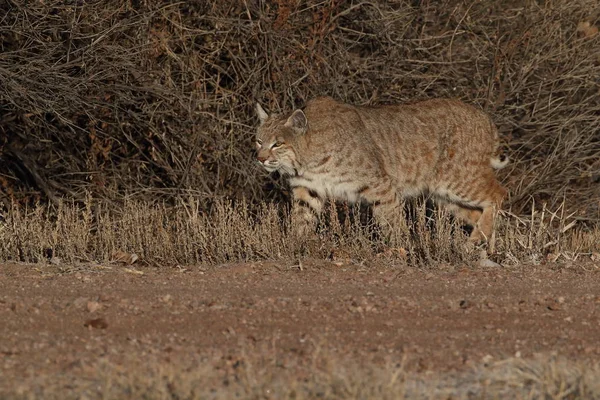 Bobcatc Lynx Rufus Bosque Del Apache Ulusal Vahşi Yaşam Sığınağı — Stok fotoğraf