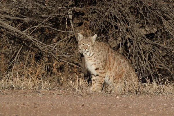 Bobcatc Lynx Rufus Refuge National Faune Bosque Del Apache — Photo