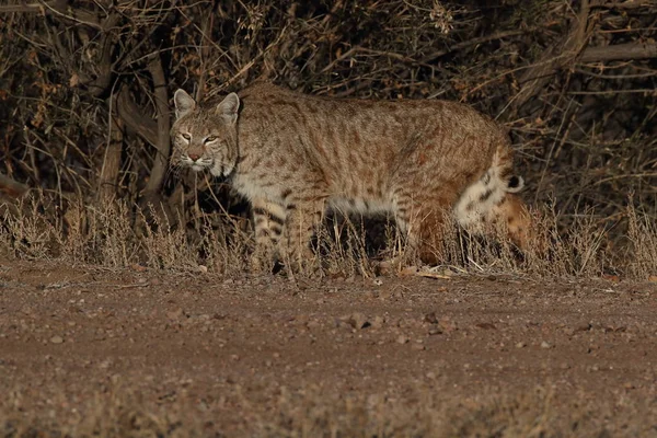 Bobcatc Lynx Rufus Bosque Del Apache Nationaal Park Voor Wilde — Stockfoto