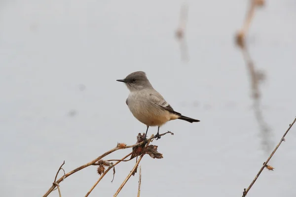 Say Phoebe Sayornis Saya New Mexico Usa — Stok Foto