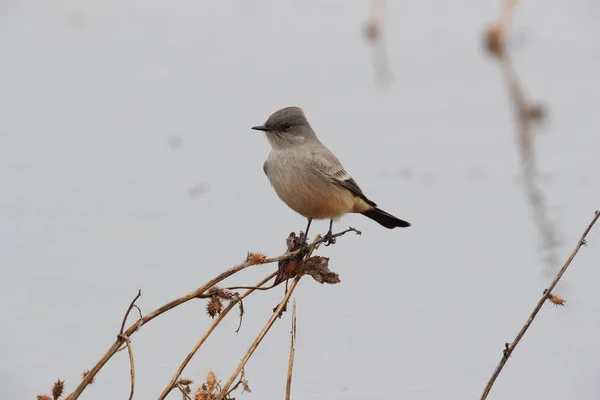 Say Phoebe Sayornis Saya New Mexico Usa — Stok Foto