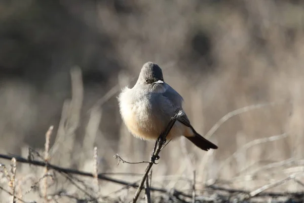 Say Phoebe Sayornis Saya Nuovo Messico Stati Uniti — Foto Stock