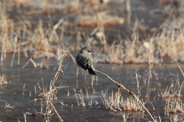 Say Phoebe Sayornis Saya New Mexico Usa — Stock Photo, Image