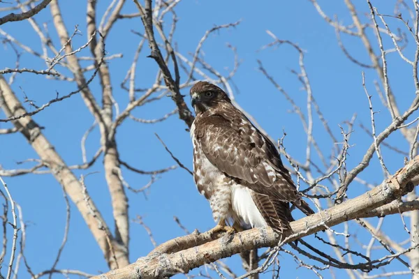 Kızıl Kuyruklu Şahin Buteo Jamaicensis Bosque Del Apaçi Ulusal Vahşi — Stok fotoğraf