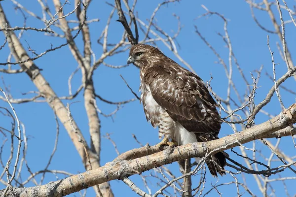 Hawk Buteo Jamaicensis Bosque Del Apache National Wildlife Refuge Nowy — Zdjęcie stockowe
