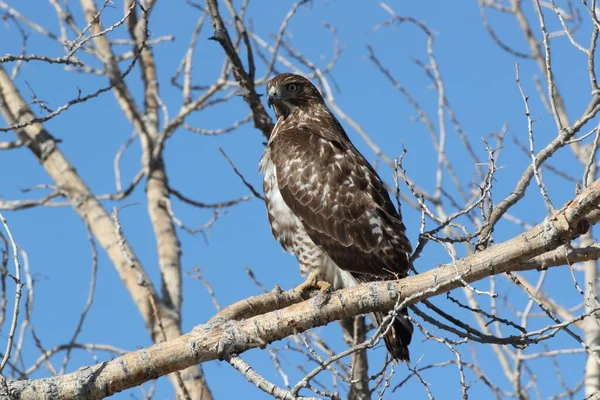 Rødhalet Hawk Buteo Jamaicensis Bosque Del Apache National Wildlife Refuge - Stock-foto