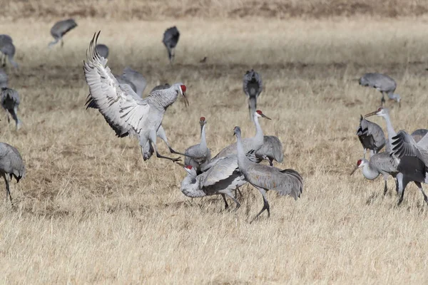 Sandhill Crane Bosque Del Apache Wildlife Reserve New Mexico Winter — 스톡 사진