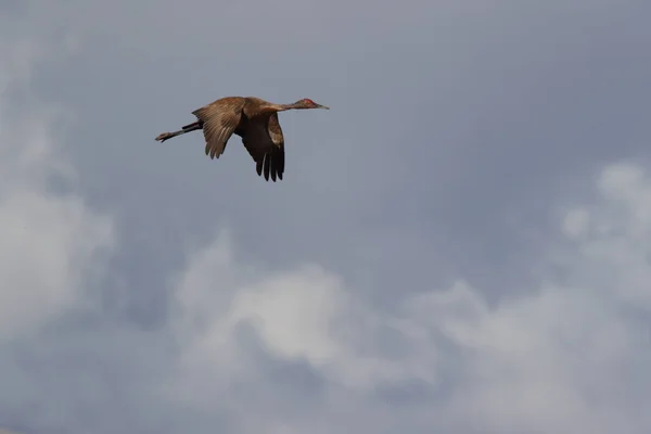 Sandhill Crane Bosque Del Apache Vahşi Yaşam Bölgesi New Mexico — Stok fotoğraf