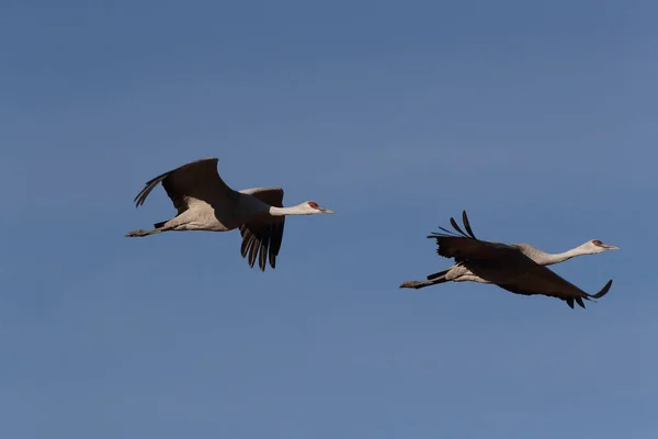 Sandhill Crane Bosque Del Apache Wildlife Reserve New Mexico Winter — Stockfoto