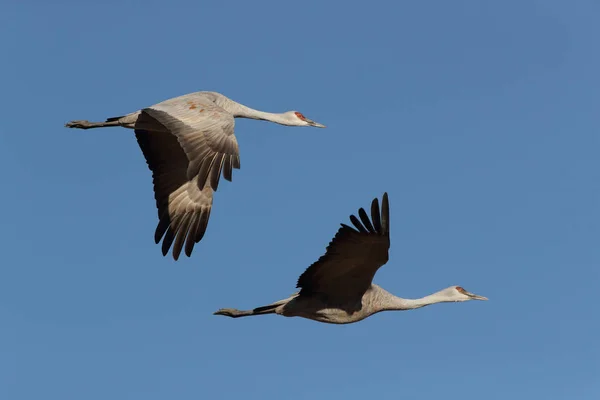 Sandhill Crane Bosque Del Apache Wildlife Reserve New Mexico Winter — Stock Photo, Image