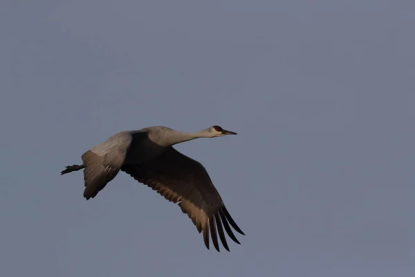 Sandhill Crane Bosque Del Apache Wildlife Reserve Nuevo México Invierno — Foto de Stock