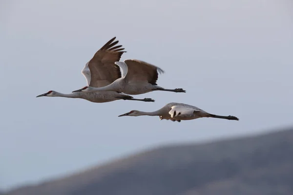 Sandhill Crane Bosque Del Apache Wildlife Reserve New Mexico Winter — стоковое фото