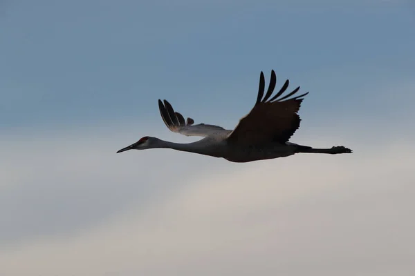 Sandhill Crane Bosque Del Apache Wildlife Reserve New Mexico Winter — Stock fotografie