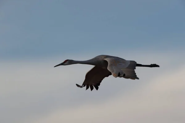 Sandhill Crane Bosque Del Apache Wildlife Reserve Nuevo México Invierno — Foto de Stock