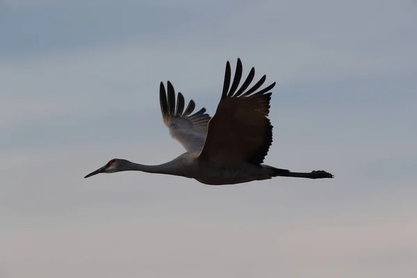 Grue Canada Bosque Del Apache Wildlife Reserve Nouveau Mexique Hiver — Photo