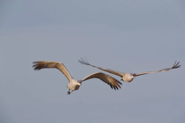 Sandhill Crane Bosque Del Apache Wildlife Reserve New Mexico Winter — Stockfoto