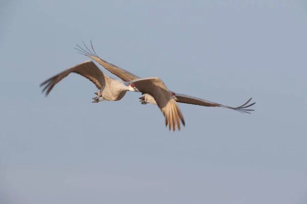 Sandhill Crane Bosque Del Apache Wildlife Reserve Nuevo México Invierno — Foto de Stock