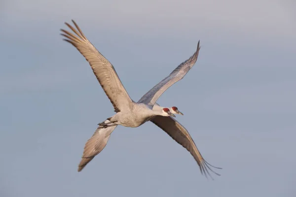 Sandhill Crane Bosque Del Apache Wildlife Reserve New Mexico Winter — стоковое фото