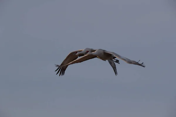 Sandhill Crane Bosque Del Apache Wildlife Reserve Nuovo Messico Inverno — Foto Stock