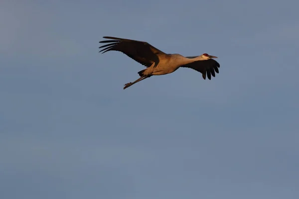 Sandhill Crane Bosque Del Apache Wildlife Reserve Nuovo Messico Inverno — Foto Stock