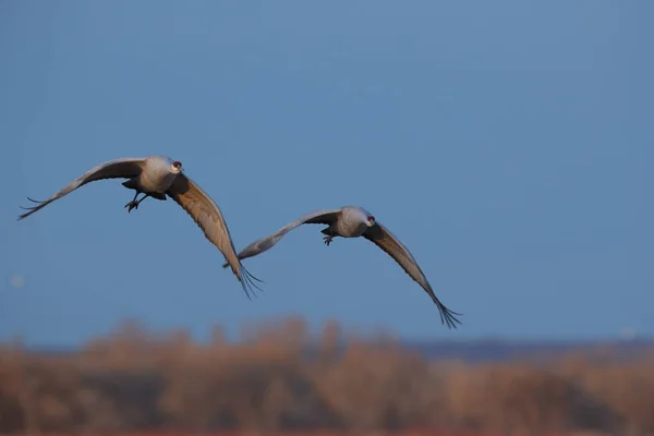 Sandhill Crane Bosque Del Apache Wildlife Reserve Nuevo México Invierno —  Fotos de Stock