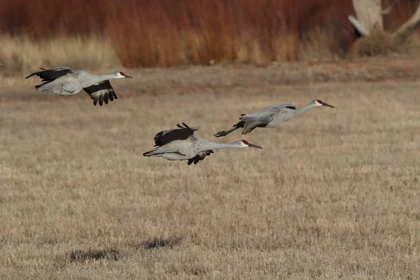 Sandhill Crane Bosque Del Apache Wildlife Reserve New Mexico Winter — Stockfoto