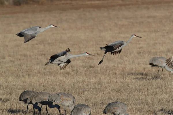 Sandhill Crane Bosque Del Apache Wildlife Reserve New Mexico Χειμώνα — Φωτογραφία Αρχείου