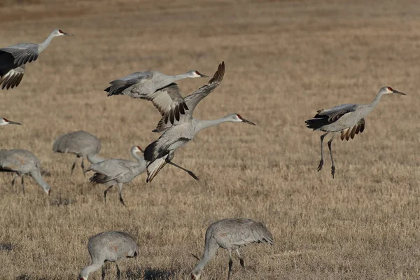 Sandhill Crane Bosque Del Apache Wildlife Reserve Nuevo México Invierno —  Fotos de Stock