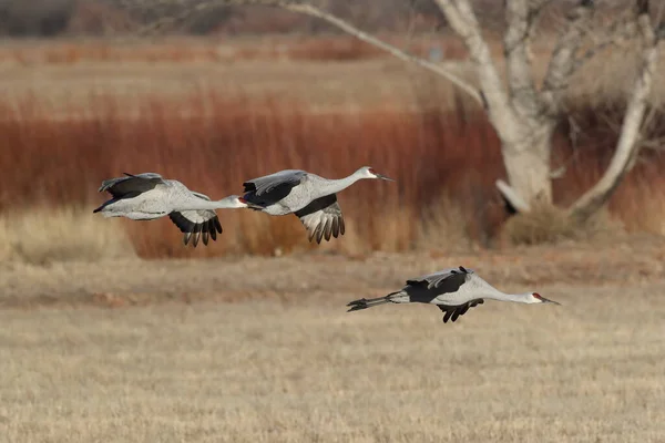 Sandhill Crane Bosque Del Apache Wildlife Reserve New Mexico Winter — Stock fotografie