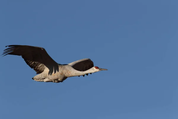 Sandhill Crane Bosque Del Apache Vahşi Yaşam Bölgesi New Mexico — Stok fotoğraf