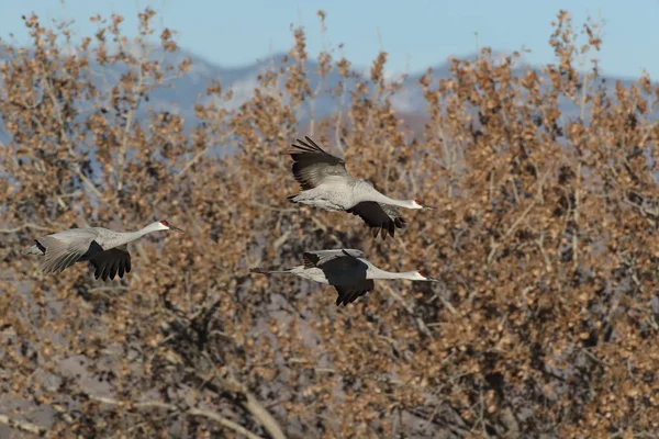 Sandhill Crane Bosque Del Apache Wildlife Reserve New Mexico Winter — Stockfoto