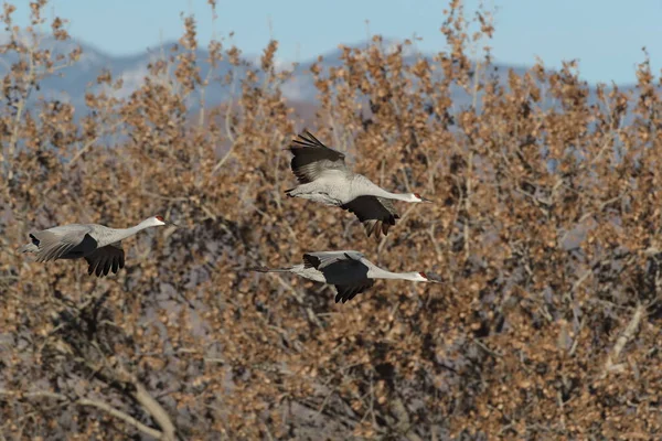 Sandhill Crane Bosque Del Apache Rezerwat Przyrody Nowy Meksyk Zimie — Zdjęcie stockowe