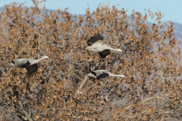 Sandhill Crane Bosque Del Apache Rezerwat Przyrody Nowy Meksyk Zimie — Zdjęcie stockowe