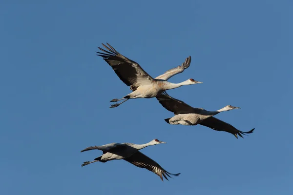 Sandhill Crane Bosque Del Apache Wildlife Reserve New Mexico Winter — Stockfoto