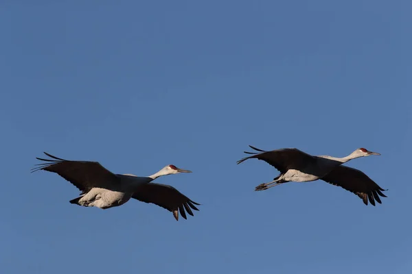 新墨西哥州尤萨州冬季的Sandhill Crane Bosque Del Apache野生动物保护区 — 图库照片