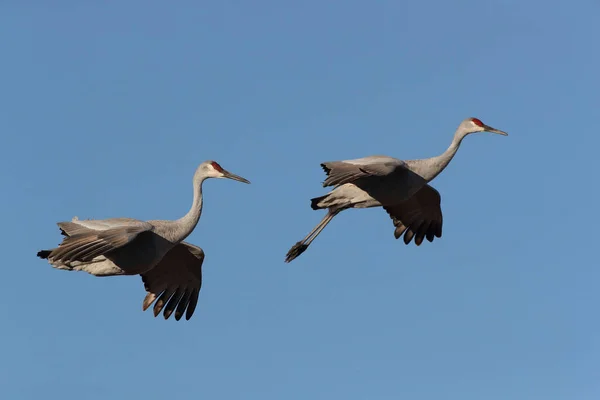 新墨西哥州尤萨州冬季的Sandhill Crane Bosque Del Apache野生动物保护区 — 图库照片