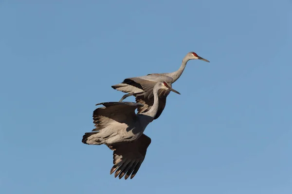 Sandhill Crane Bosque Del Apache Wildlife Reserve New Mexico Χειμώνα — Φωτογραφία Αρχείου