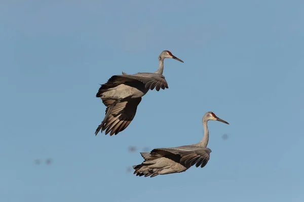 Grue Canada Bosque Del Apache Wildlife Reserve Nouveau Mexique Hiver — Photo