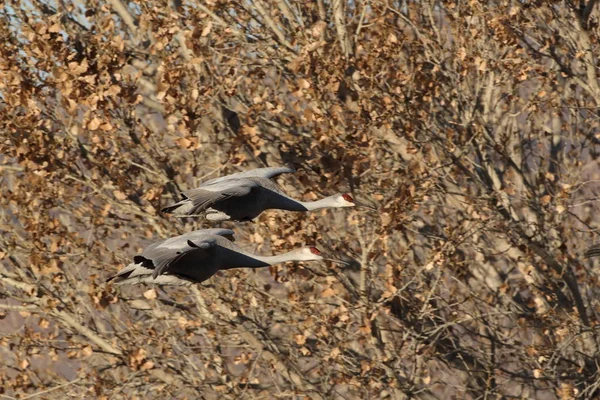 Sandhill Crane Bosque Del Apache Rezerwat Przyrody Nowy Meksyk Zimie — Zdjęcie stockowe