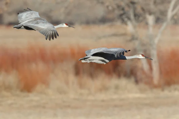 Sandhill Crane Bosque Del Apache Rezerwat Przyrody Nowy Meksyk Zimie — Zdjęcie stockowe