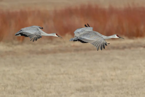 Sandhill Crane Bosque Del Apache Rezerwat Przyrody Nowy Meksyk Zimie — Zdjęcie stockowe