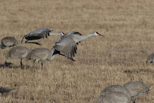 Sandhill Crane Bosque Del Apache Rezerwat Przyrody Nowy Meksyk Zimie — Zdjęcie stockowe