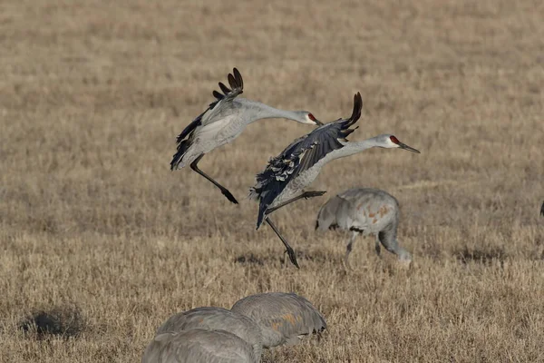 Sandhill Crane Bosque Del Apache Wildlife Reserve Nuevo México Invierno —  Fotos de Stock