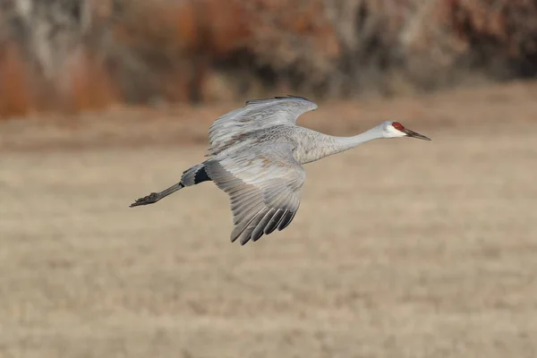 Grue Canada Bosque Del Apache Wildlife Reserve Nouveau Mexique Hiver — Photo