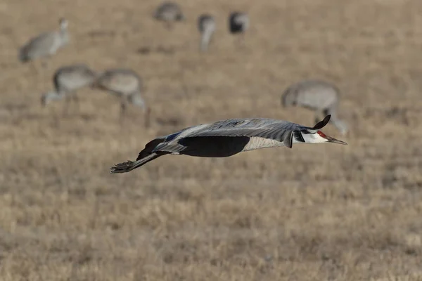 Sandhill Crane Bosque Del Apache Wildlife Reserve New Mexico Winter — Stock fotografie