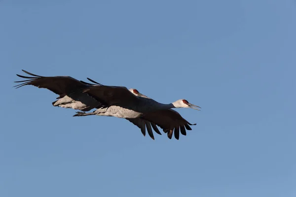 新墨西哥州尤萨州冬季的Sandhill Crane Bosque Del Apache野生动物保护区 — 图库照片