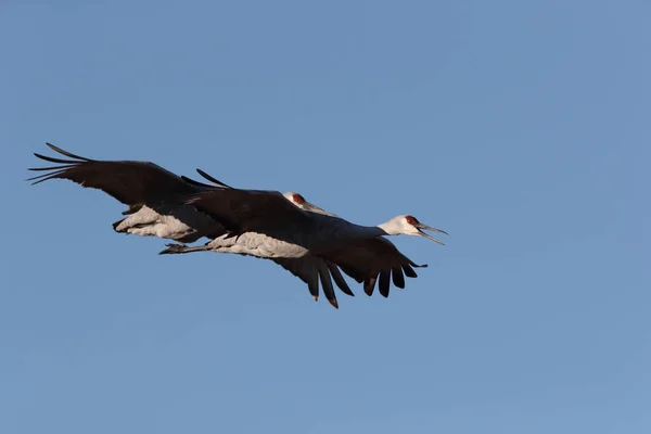 Sandhill Crane Bosque Del Apache Wildlife Reserve New Mexico Winter — стоковое фото